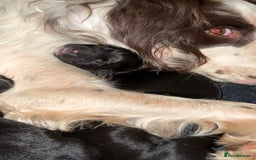 Springador dogs for sale: Springador puppies  - Image 3