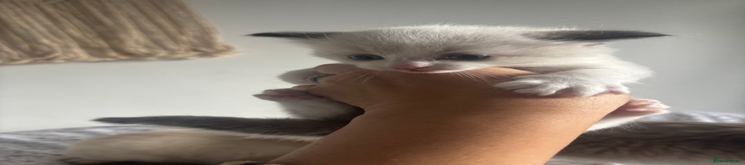 Ragdoll Kitten 1