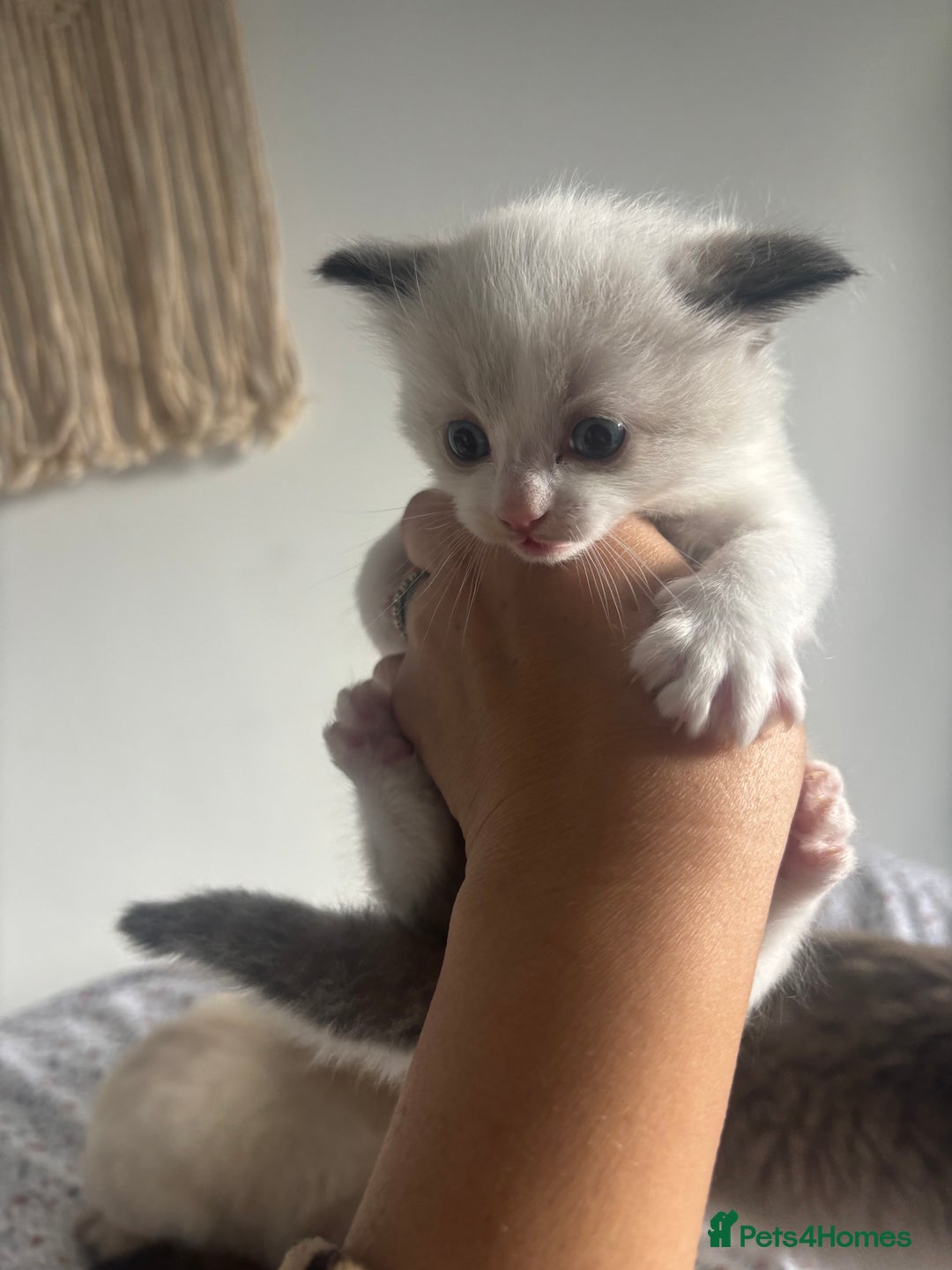 Ragdoll cats for sale: Ragdoll kittens - Image 3
