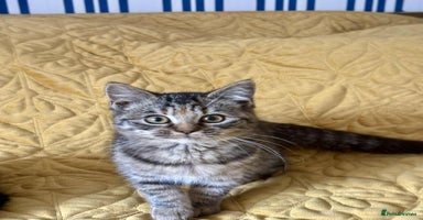 British Shorthair cats - Advert 1