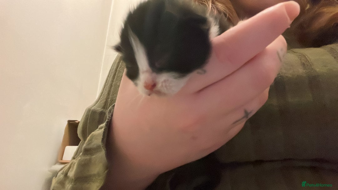 Mixed Breed cats for sale: Cheap Kittens for sale  (Ready to go asap) - Advert 28