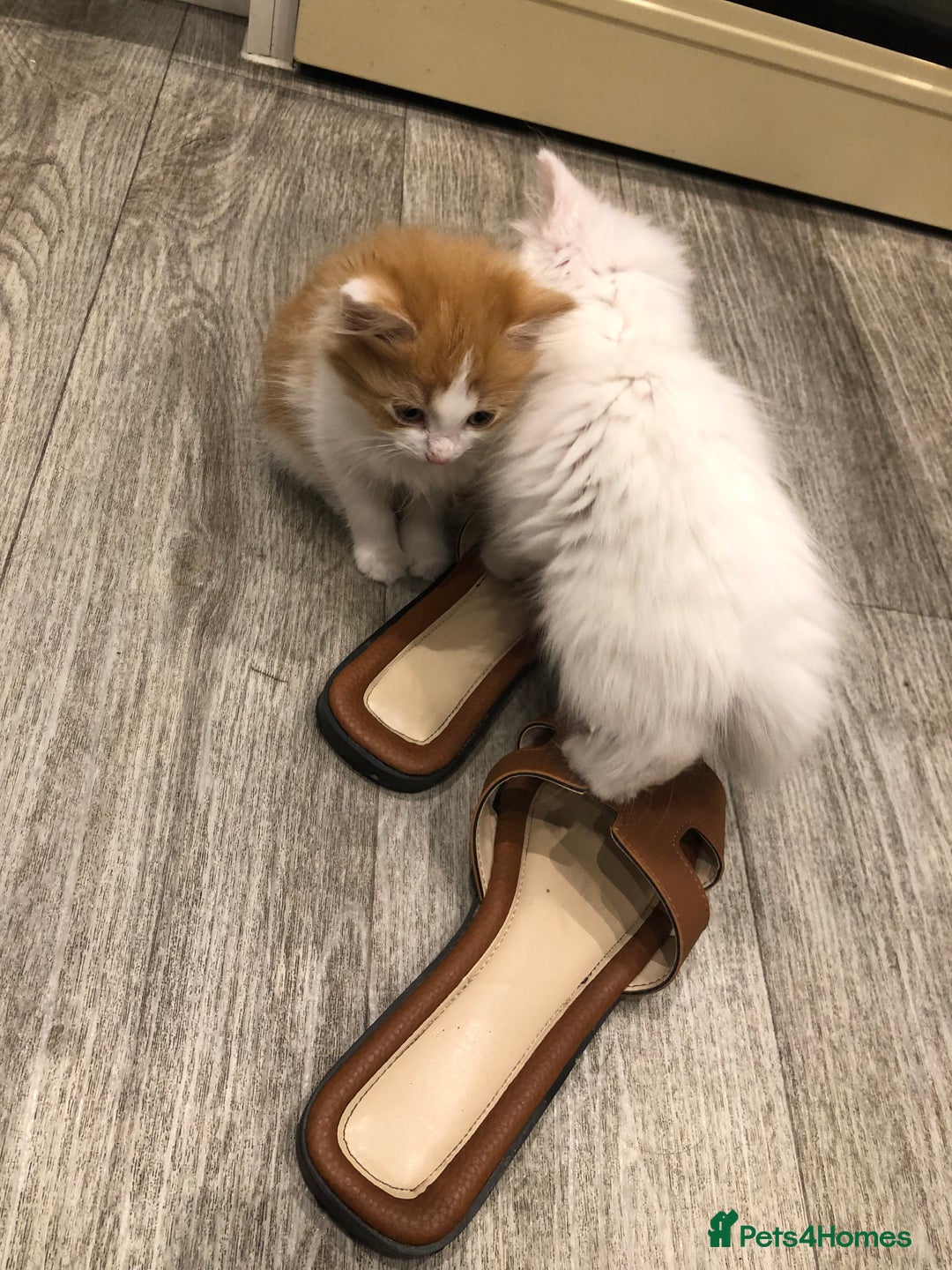 Mixed Breed cats for sale: Litter 5 kittens looking for there forever homes.  - Image 8