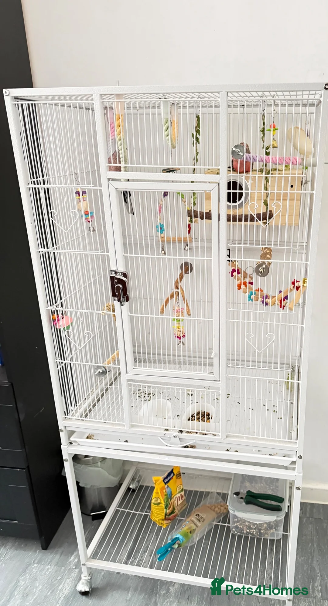 Parakeets birds for sale: Beautiful Pair of Bourke's Parakeets for Sale in London - Advert 4