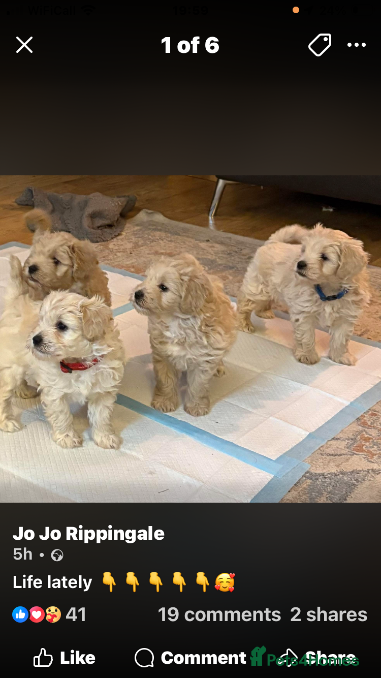 Schnoodle dogs Schnoodle puppies 3 available from a litter of 5 - Advert 3