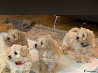 Schnoodle dogs Schnoodle puppies 3 available from a litter of 5 - Advert 3