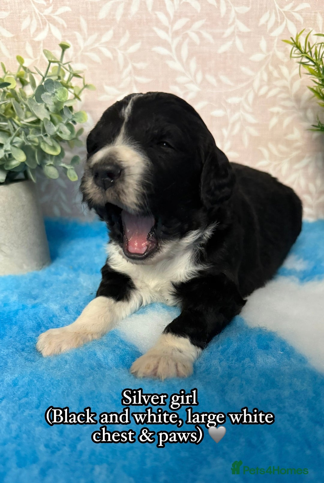 Bernedoodle dogs for sale: 💙Medium Sized Chunky Bernedoodles🩷 - Advert 4