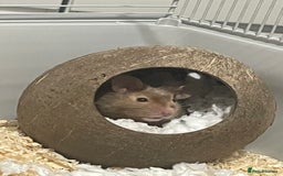 Hamster rodents for sale: Male Syrian hamster (Gus Gus)  - Image 3