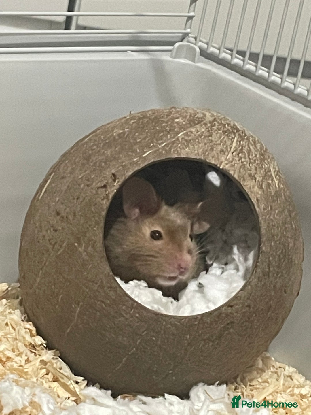 Hamster rodents for sale: Male Syrian hamster (Gus Gus)  - Image 3