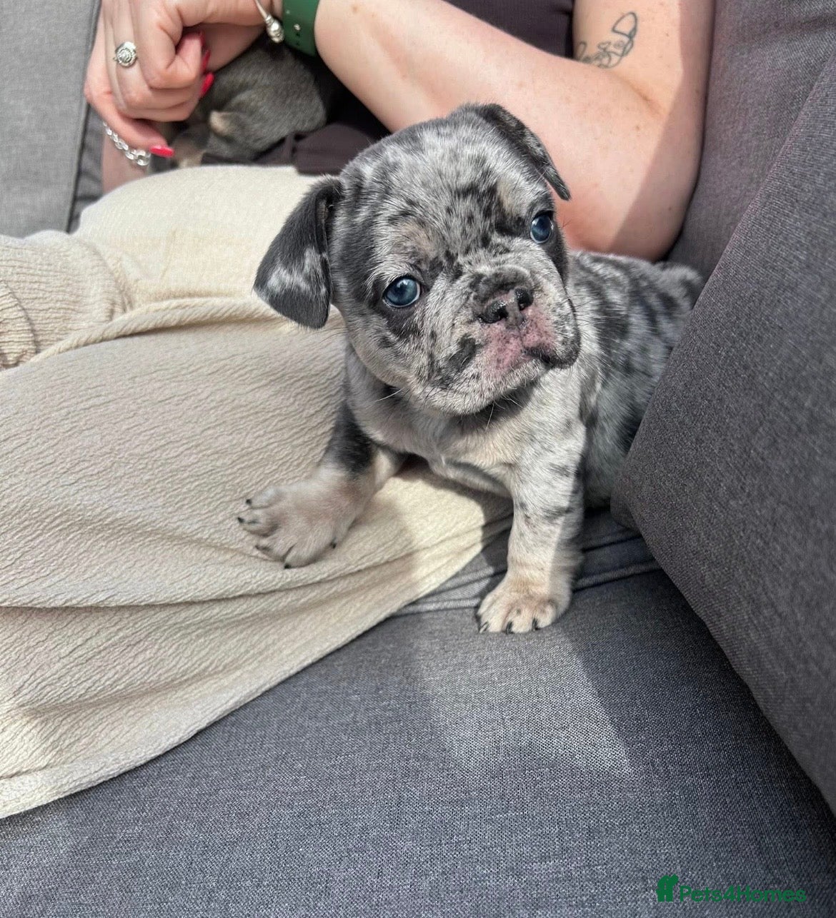 French Bulldog dogs French Bulldog, only 1 girl left - Advert 9
