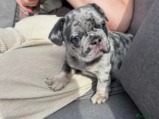 French Bulldog dogs French Bulldog, only 1 girl left - Advert 9