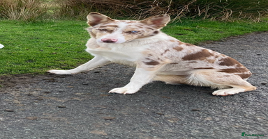 Border Collie dogs - Advert 10