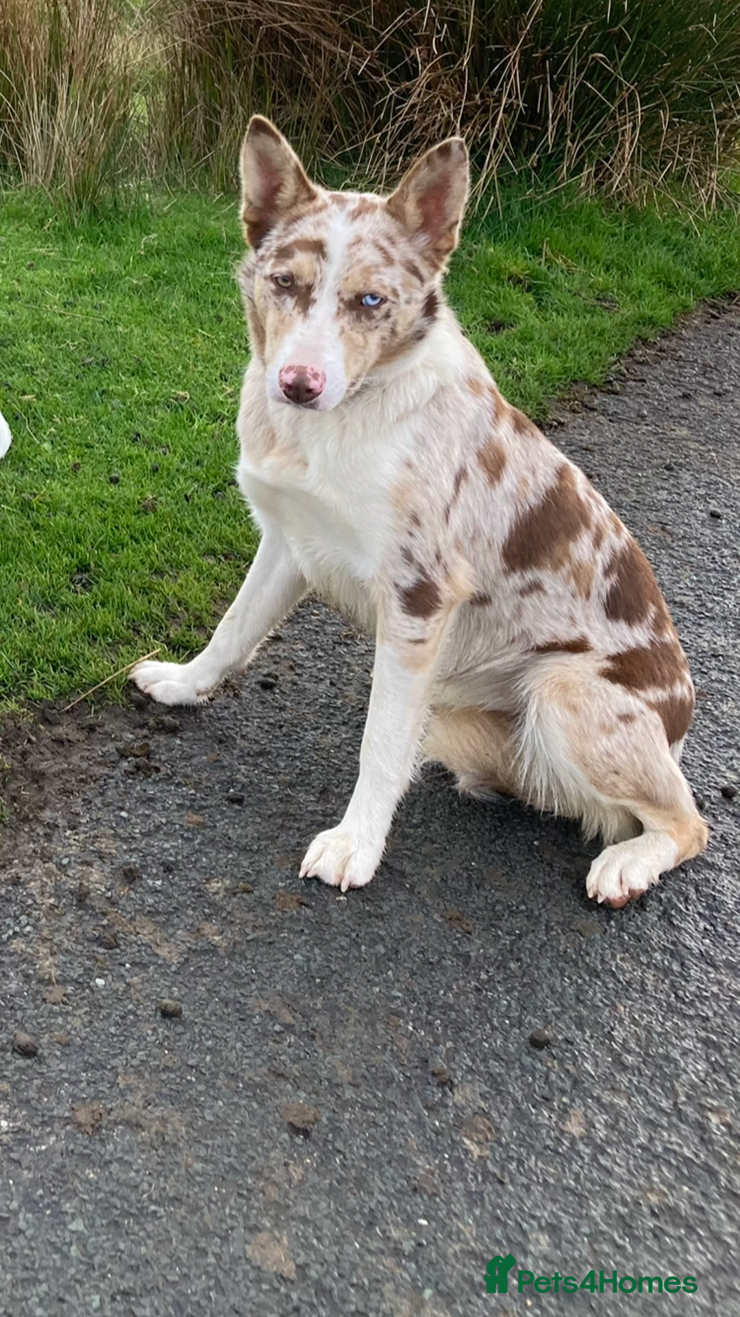 Border Collie dogs for sale: Beautiful litter of border collies - Image 2