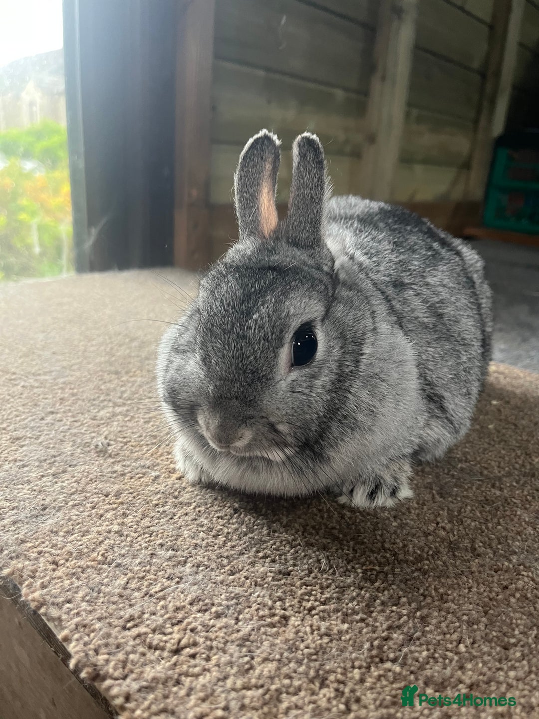 Netherland Dwarf rabbits for sale: Mixed- doe/ buck -Netherland dwarf/dutch  - Image 3