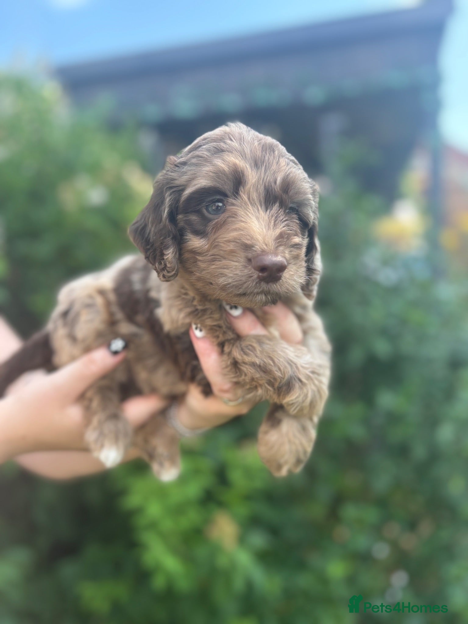 Cockapoo dogs F1 Cockapoos  - Advert 1