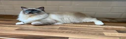 Ragdoll cats for sale: Handsome male Ragdoll for sale  - Advert 9