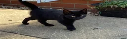 Mixed Breed cats for sale: Domestic kittens that are looking for home ❤️ in Peterborough - Advert 14