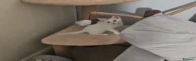 Turkish Angora 5