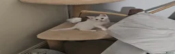 Turkish Angora cats for sale: Kittens for sale  - Advert 2