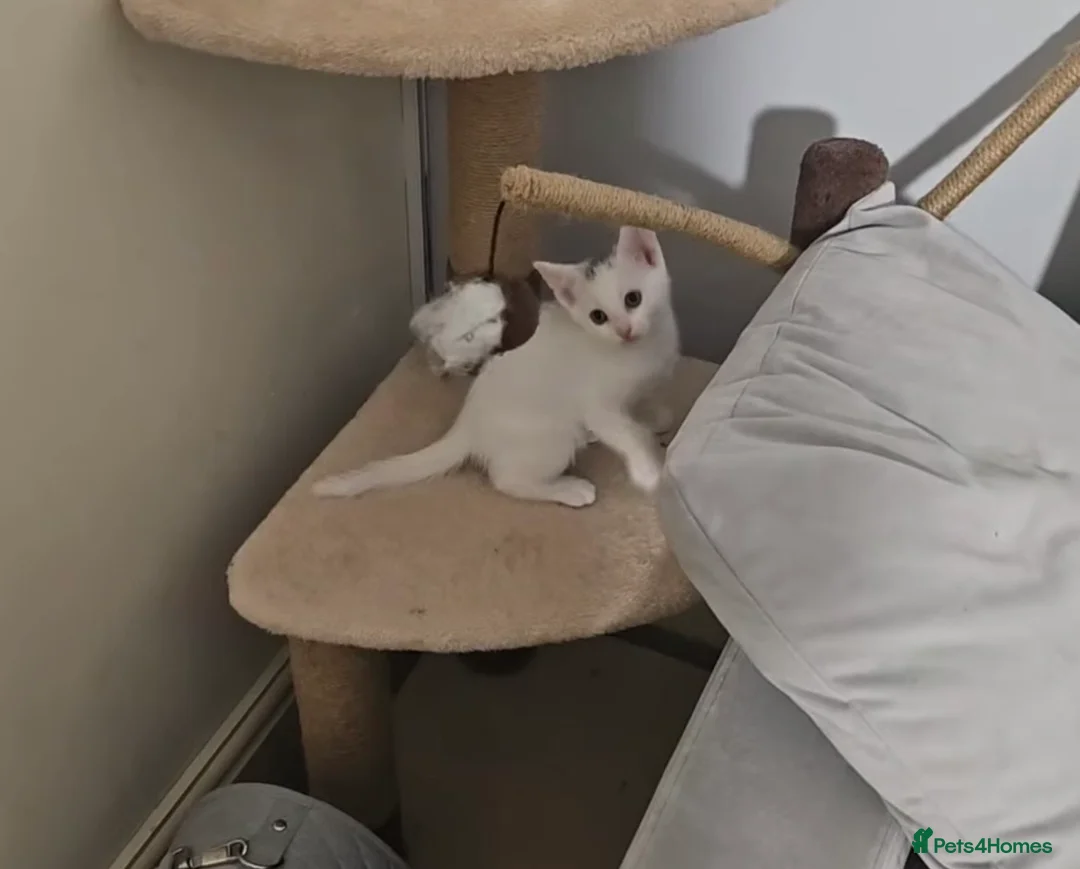 Turkish Angora cats for sale: Kittens for sale  - Advert 2