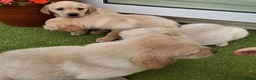 Goldador dogs for sale: Goldador Puppies  - Advert 19