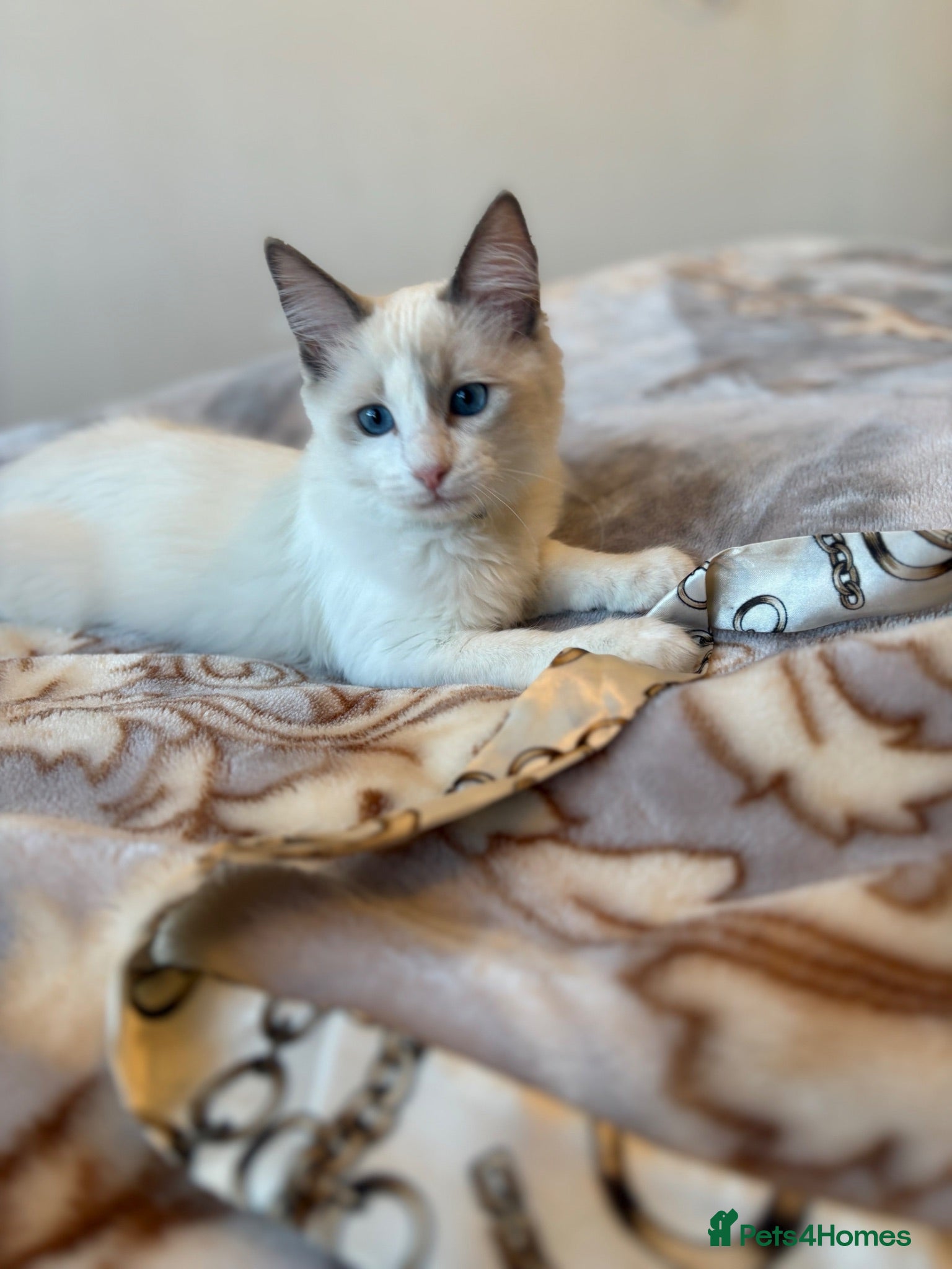 Ragdoll cats 💙 Only 4 Pure Ragdoll Kittens Left 💙 - Advert 2