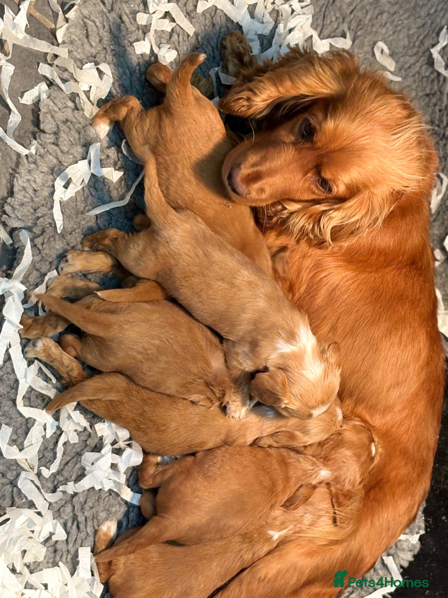 Cocker Spaniel dogs Beautiful show cocker spaniel pups  - Advert 2