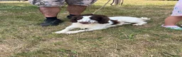 English Springer Spaniel dogs for sale: Springer spaniel  - Advert 3