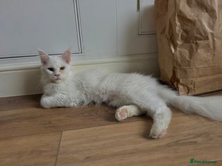 Maine Coon cats - Advert 2