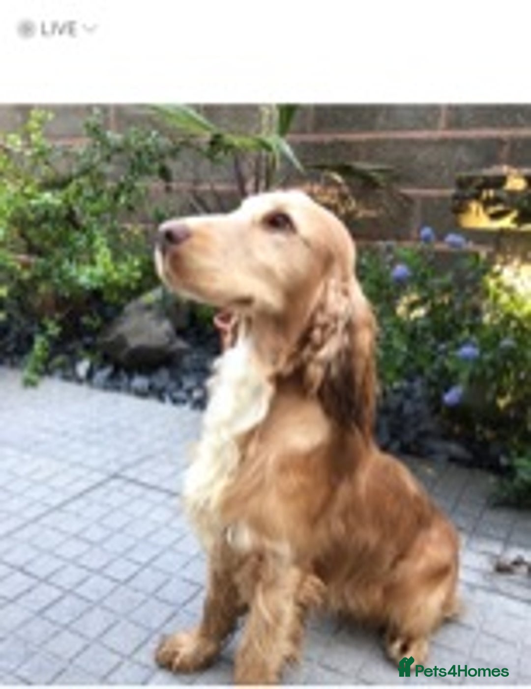 Cocker Spaniel dogs for stud: KC reg Show type proven stud  health tested. in Abergele - Advert 3
