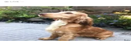 Cocker Spaniel dogs for stud: KC reg Show type proven stud  health tested. in Abergele - Advert 3