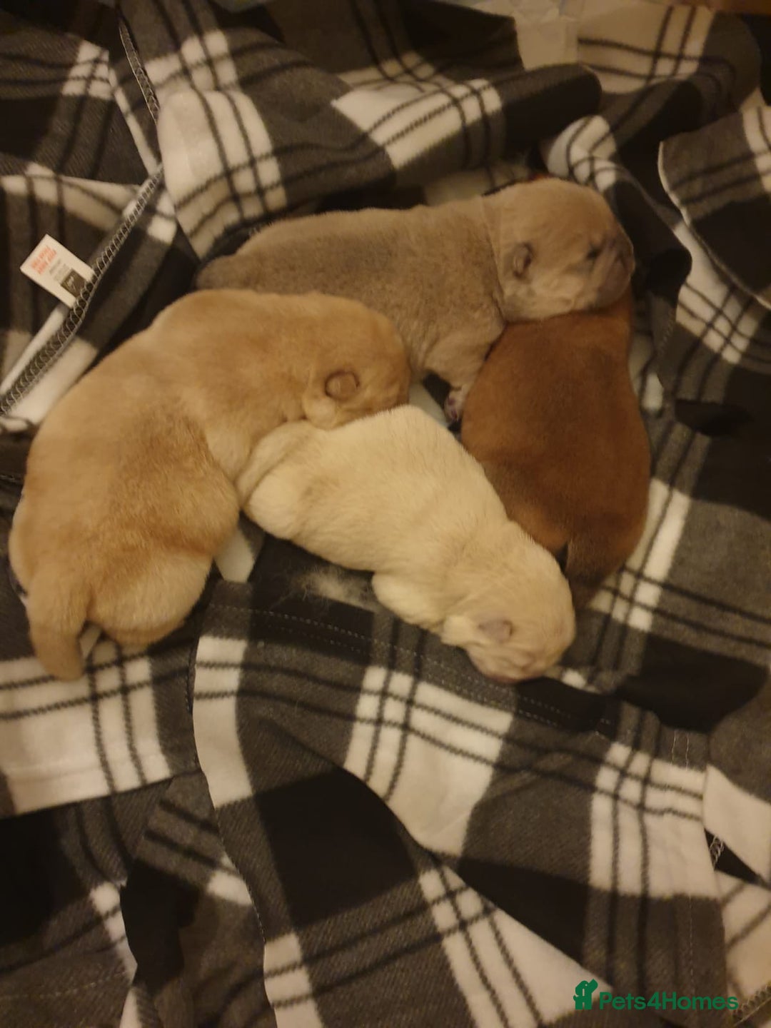 Chow Chow dogs for stud: outstanding chow chow stud in Wednesbury - Image 12