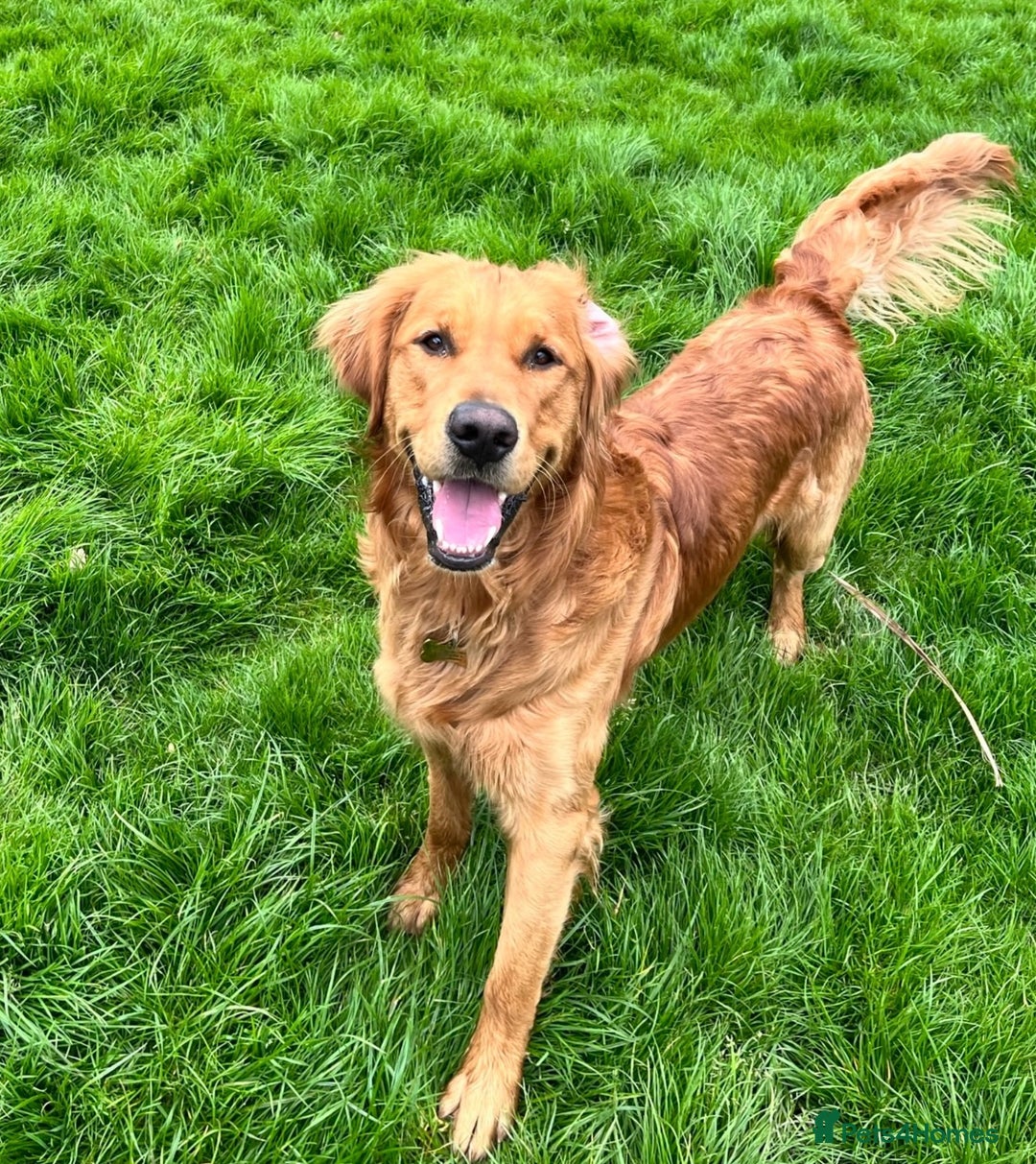 Golden Retriever dogs for stud: Fox Red KC Regustered Stud  - Image 2