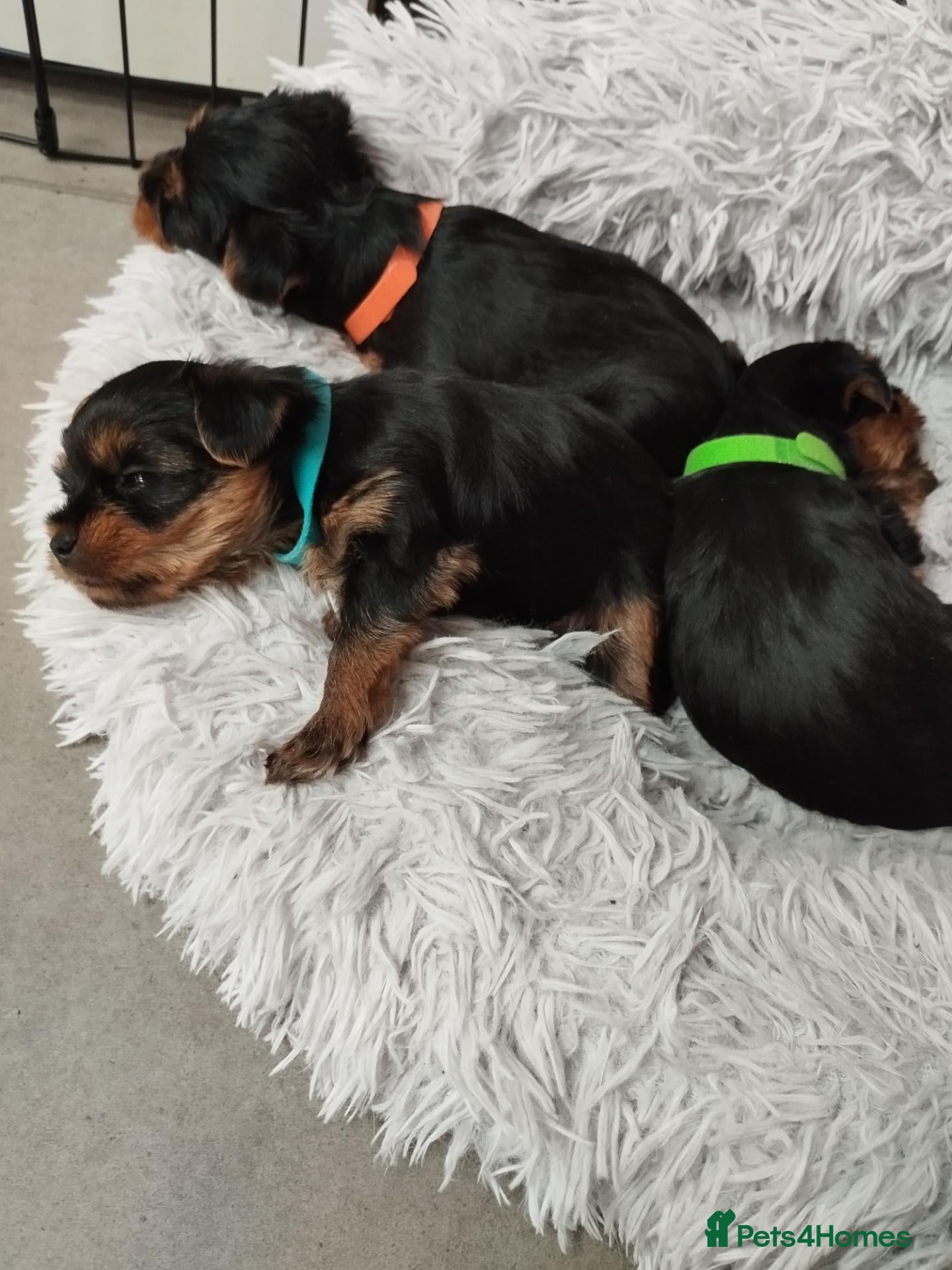 Yorkshire Terrier dogs Last little yorkie available  - Advert 4