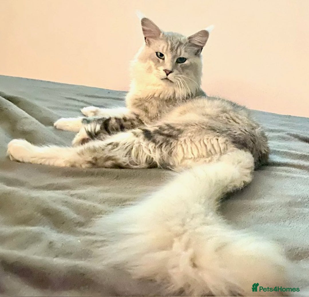 Maine Coon cats for stud: Stud- Polydactyl Maine Coon  - Advert 3