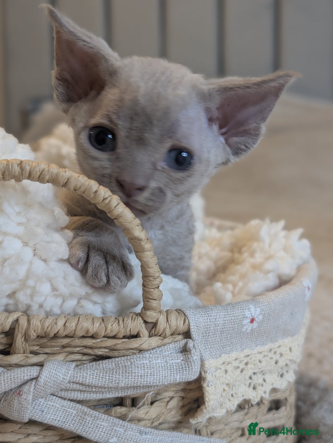 Devon Rex cats for sale: Beautiful Lilac boy available ♥️ - Advert 2