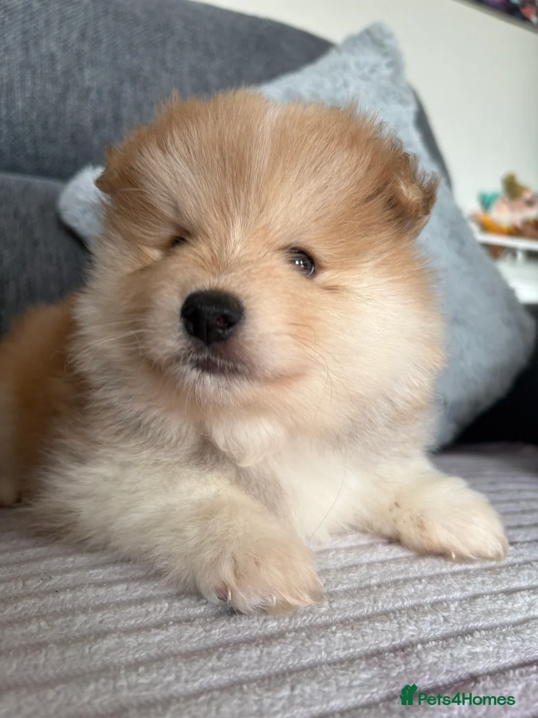 Pomeranian dogs for sale: Pomeranian Puppies - Advert 18