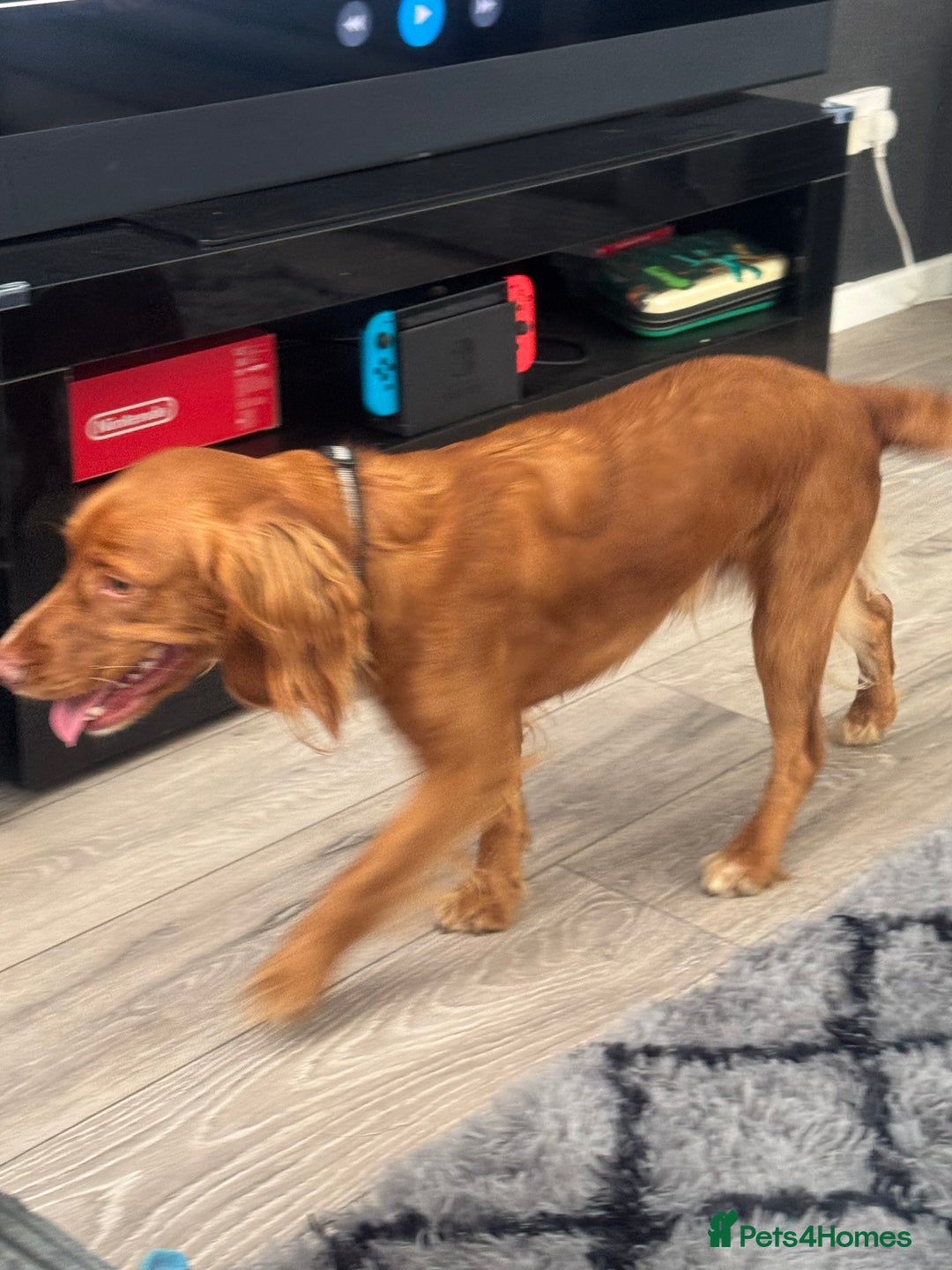 Cocker Spaniel dogs for sale: Cocker spaniel  - Advert 5