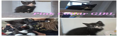 Pinky collar GIRL 