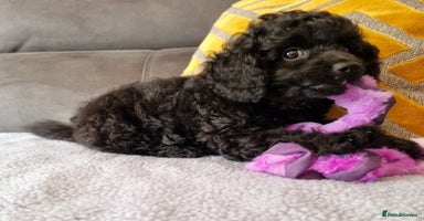 Cockapoo dogs - Advert 11