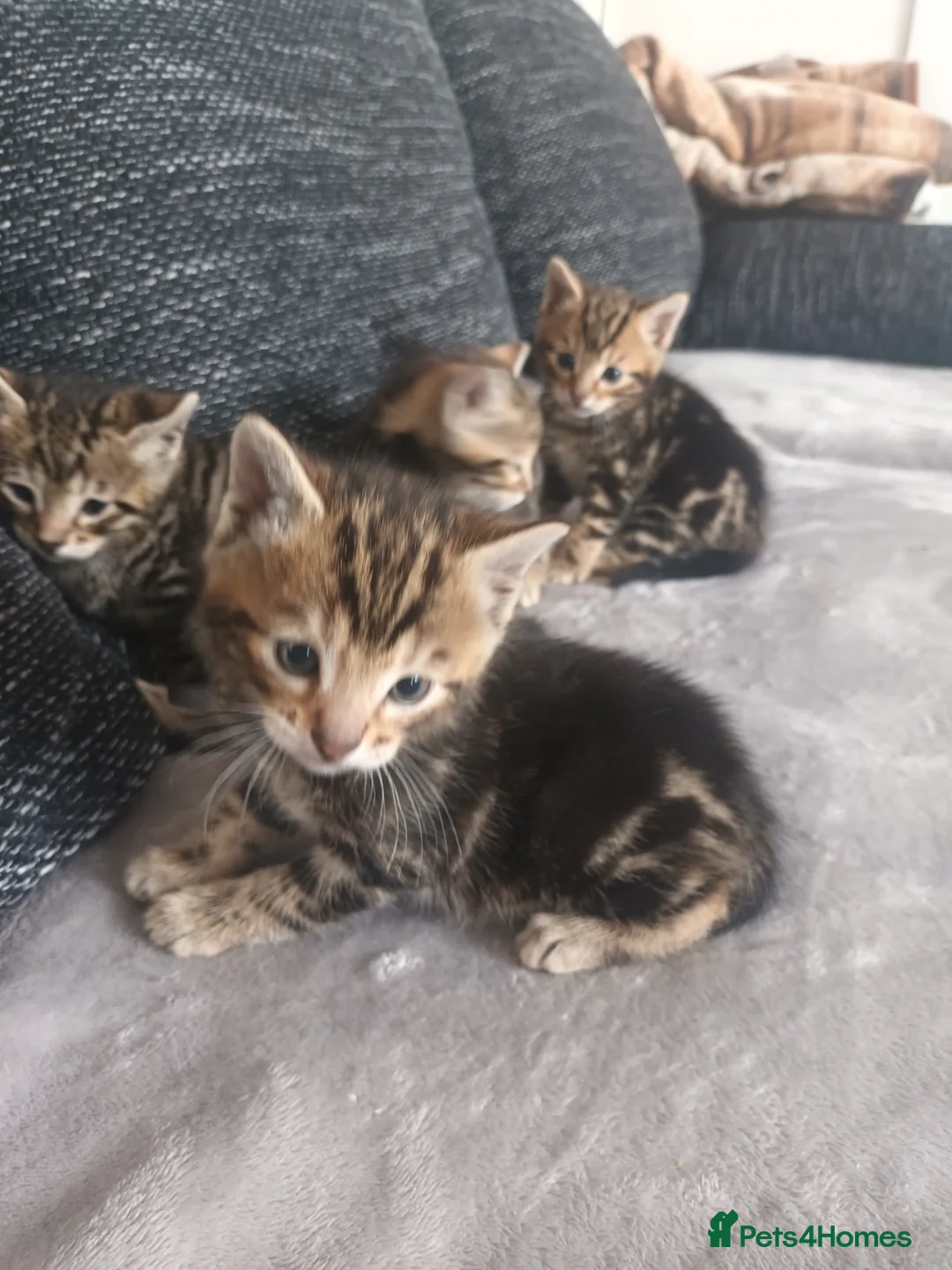 Bengal cats for sale: Bengal kittens looking for new family  - Advert 20