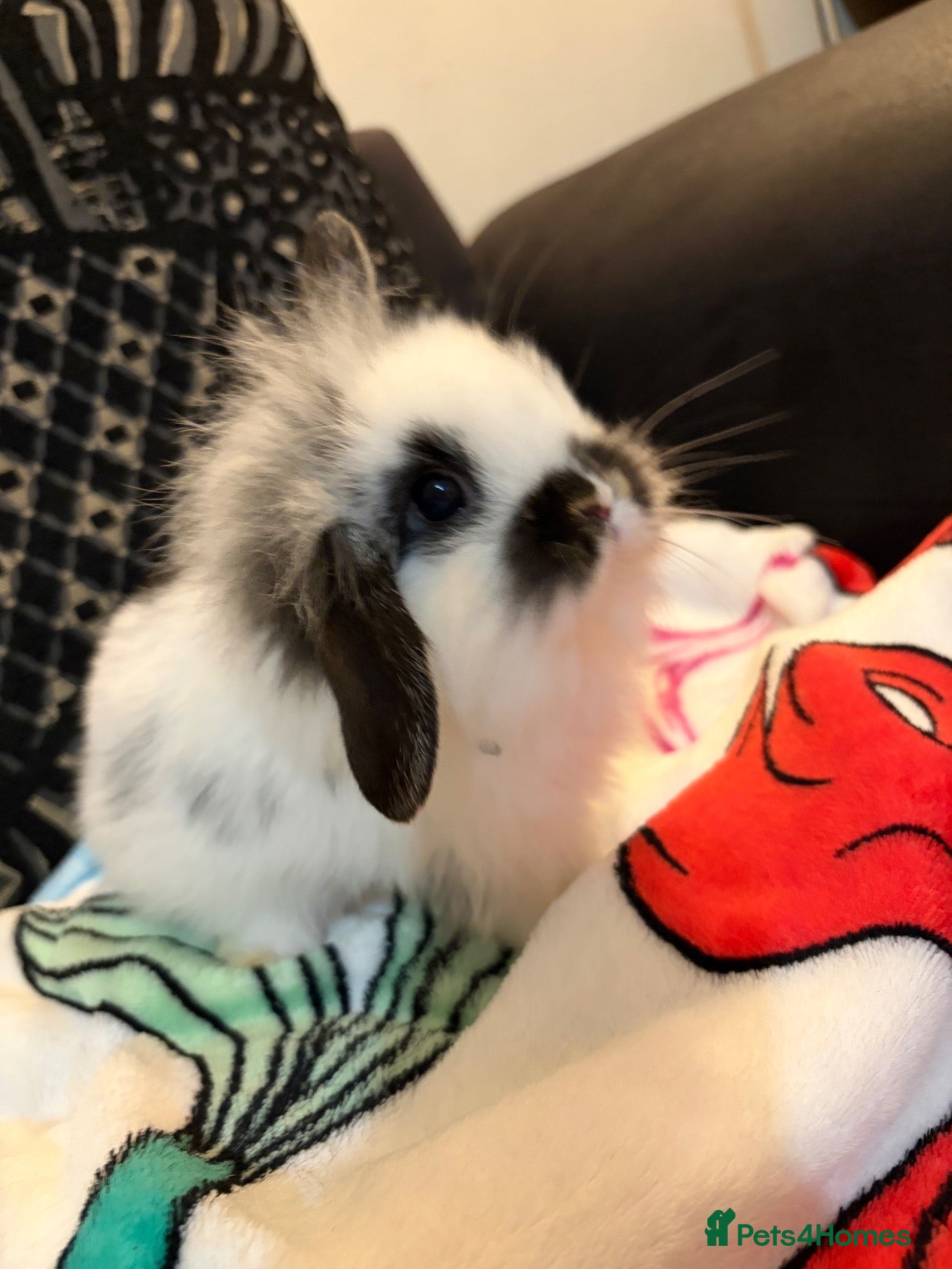 Mini Lion Lop rabbits Beautiful baby bunnies (x4)left ready 24.09.26 - Advert 12