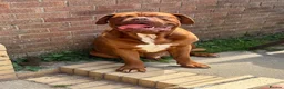 Dogue De Bordeaux dogs for sale: Gazza - 2 and a half year old boy  in Portsmouth - Advert 3