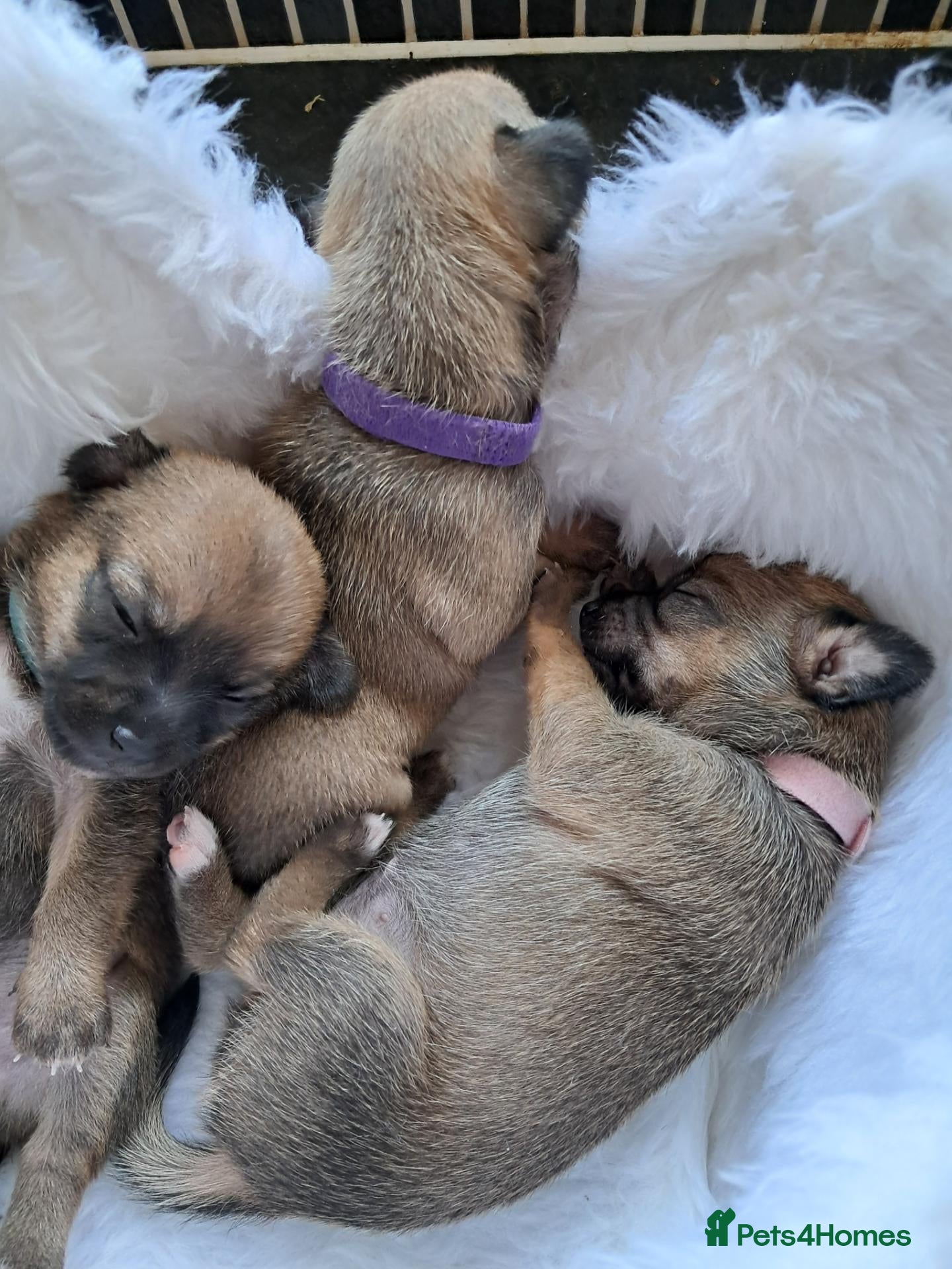 Chihuahua dogs Chihuahua puppies  - Advert 1
