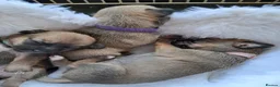 Chihuahua dogs for sale: Chihuahua puppies  - Advert 1