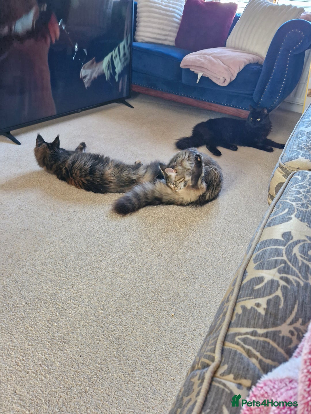 Maine Coon cats for sale: Maine coons Nellie & Dollie to stay as a pair.  - Advert 15