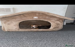 Chihuahua dogs for sale: Puppy - Image 1