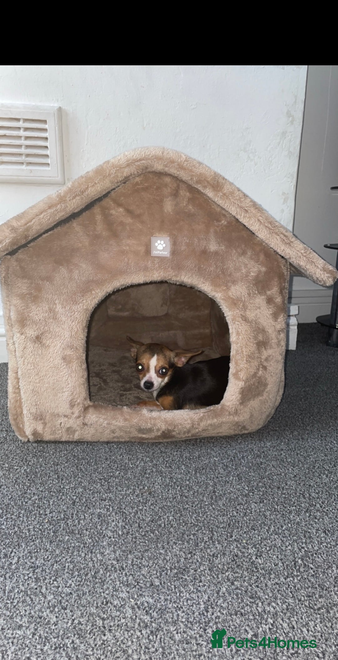 Chihuahua dogs for sale: Puppy - Image 1