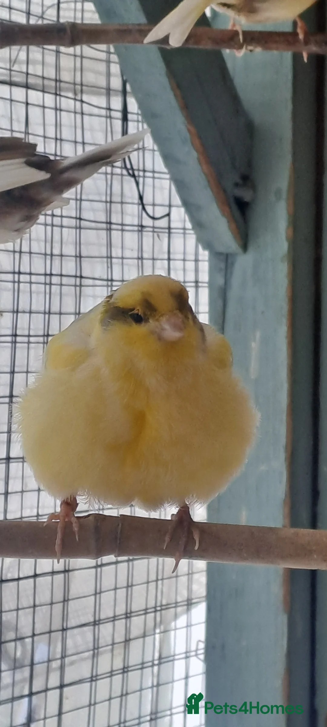 Mixed Breed birds for sale: Avairy birds  - Advert 11