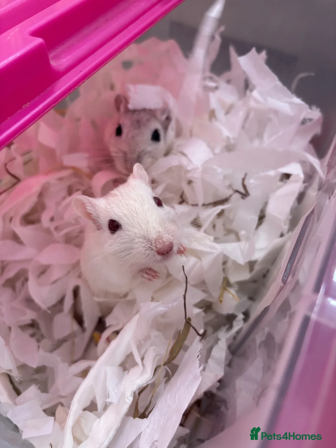 Gerbil rodents for sale: 2 male gerbils for rehoming with cage  - Advert 2