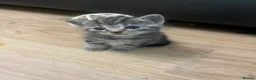 Mixed Breed cats for sale: Tabby Kitten - Advert 9